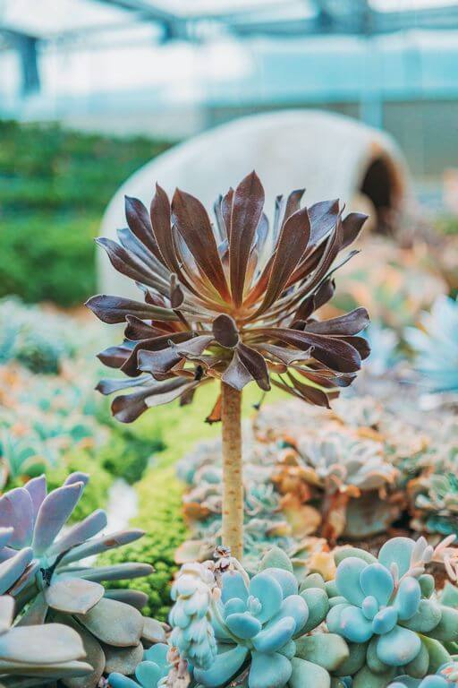 Aeonium arboreum (purple rose tree)