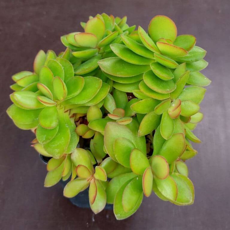 Crassula Rogersii 
