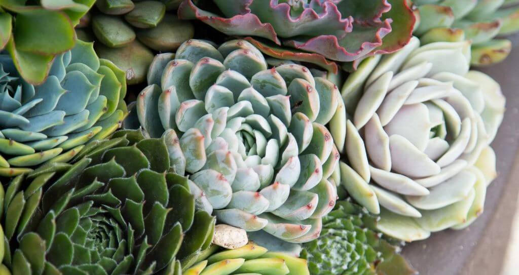 Crassula Species
