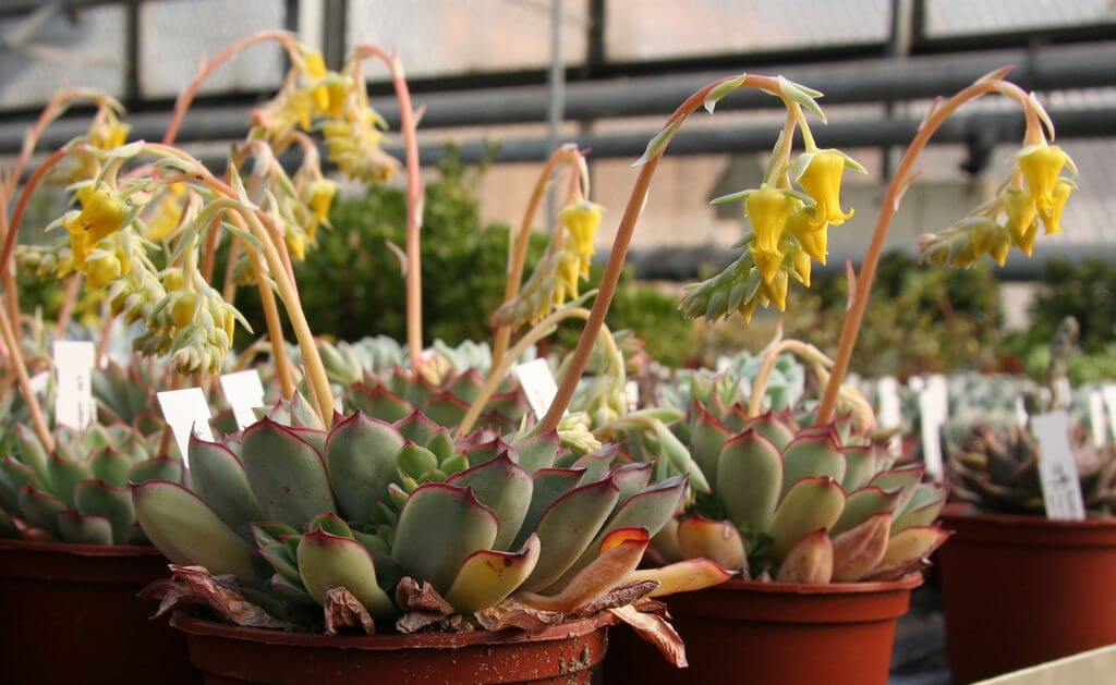 Echeveria pulidonis succulents