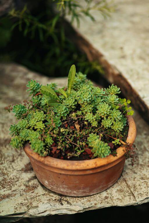 Sedum spurium