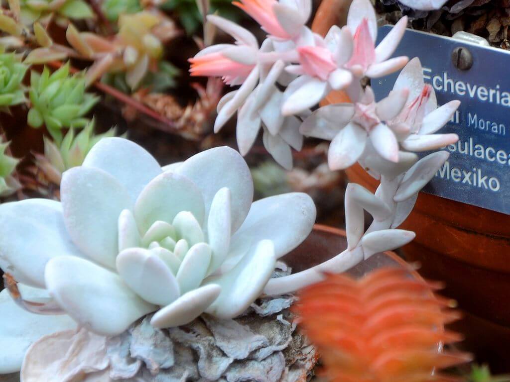 echeveria laui 